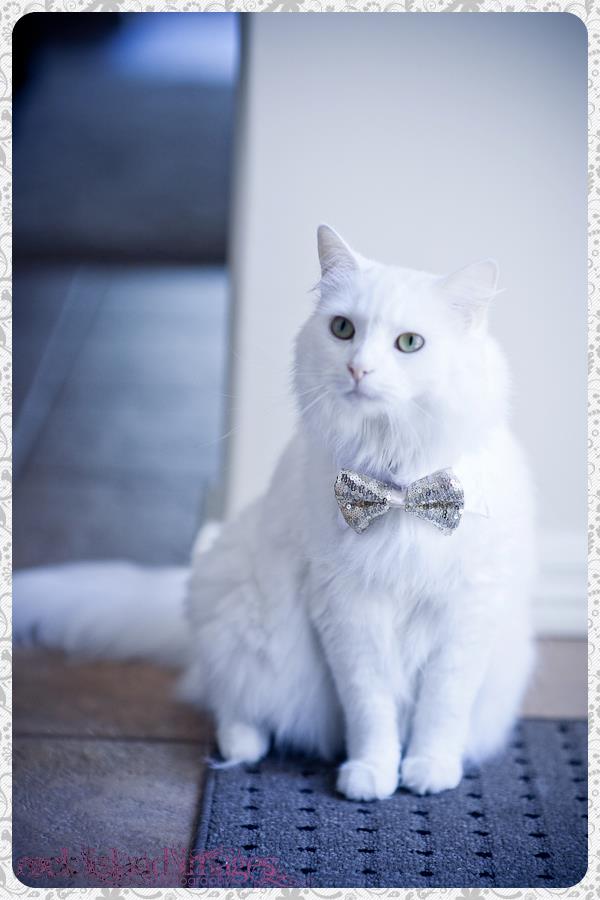 wedding cat