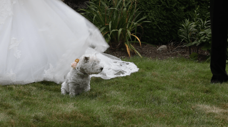 dog wedding